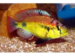 HAPLOCHROMIS YELLOW BELLY 5