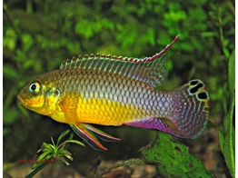 PELVICACHROMIS TAENIATUS NIGERIA GREEN L-XL