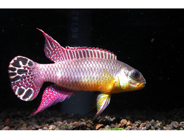 PELVICACHROMIS TAENIATUS DEHANE 5-7