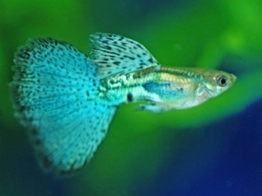 Poecilia reticulata / Guppy Male Blue Glass L