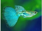 Poecilia reticulata / Guppy Male Blue Glass L