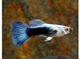 Poecilia reticulata / Guppy male metalic blue neon L