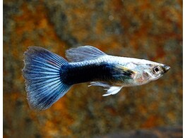 Poecilia reticulata / Guppy male metalic blue neon L