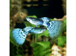 Poecilia reticulata / Guppy Male Blue Cobra L