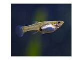 Poecilia reticulata / Guppy endleri female L