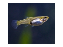 Poecilia reticulata / Guppy endleri female L