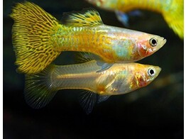 Poecilia reticulata / Guppy male cobra yellow L