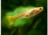 Poecilia reticulata / Guppy female gold L