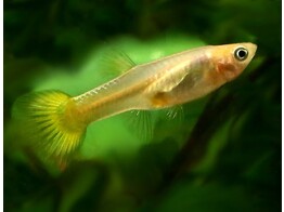 Poecilia reticulata / Guppy female gold L