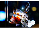 Carassius auratus fantail calico 11-13