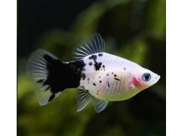 Xiphophorus maculatus Platy Panda Coral L