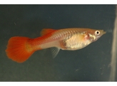 Poecilia reticulata / Guppy female red L