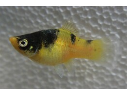 Xiphophorus maculatus  platy bumblebee  L