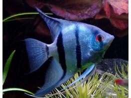 Pterophyllum scalare Blue XL