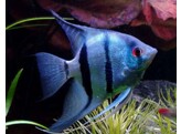 Pterophyllum scalare Blue XL