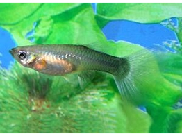 Poecilia Reticulata / Guppy female blue L