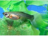 Poecilia Reticulata / Guppy female blue L