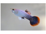 Poecilia reticulata / Guppy Male Pink Tuxedo L