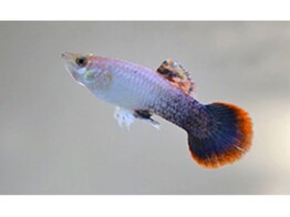 Poecillia reticulata / Guppy Male Purple Arctic L