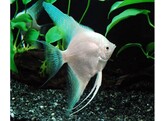 Pterophyllum Scalare Platinum XL