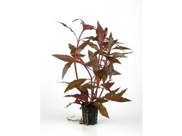 Alternanthera cardinalis  pot 