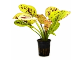 Echinodorus Yellow Sun   pot 