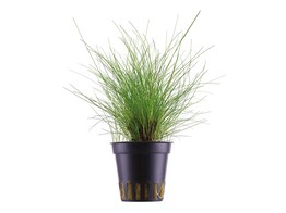 Eleocharis parvula  Syn  E. acicularis    pot 