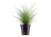 Eleocharis parvula  Syn  E. acicularis    pot 