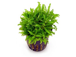 Pogostemon helferi  pot 