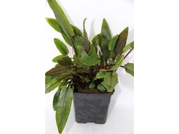 Selected Cryptocoryne MP