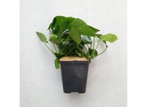 Selected Anubias MP