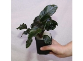 Anubias caffeefolia