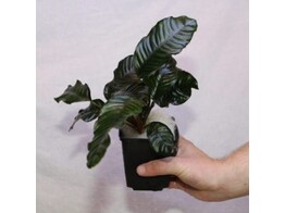 Anubias caffeefolia