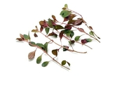 Ludwigia perennis