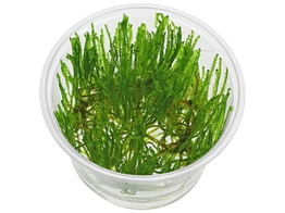 Taiwan moss  Taxiphyllum alternans   in vitro 