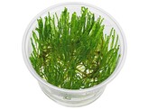 Taiwan moss  Taxiphyllum alternans   in vitro 