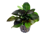 Hygrophila dwerg / nain   pot 