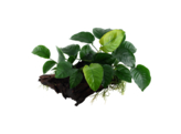 Anubias HOUT/BOIS