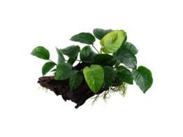 Anubias HOUT/BOIS