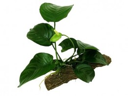 Anubias Stonewood