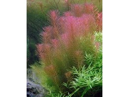 Rotala wallichii  Terracotta 