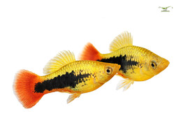 Xiphophorus variatus Platy hawaii L