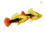 Xiphophorus variatus Platy hawaii L