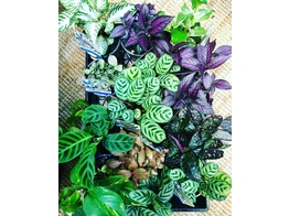 Terrariumplanten / Plantes pour terrarium   hand picked 