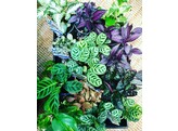 Terrariumplanten / Plantes pour terrarium   hand picked 