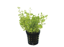 Glossostigma elatinoides  pot 