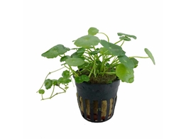 Hydrocotyle vulgaris  pot 