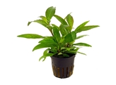 Hygrophila siamensis  pot 