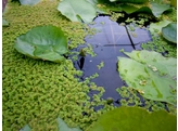 Azolla