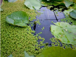 Azolla